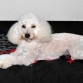 el día de su primer cumpleaños, recién salido de la peluquería canina